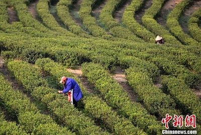庐山云雾明前茶产量提升价格回落，茶农如何应对市场新变化？