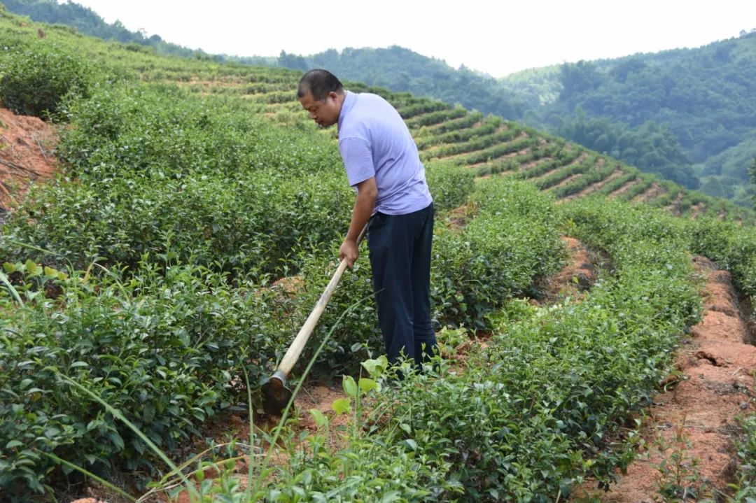 为父分担，丰顺24岁小伙返乡种茶，创新工艺开拓茶叶市场
