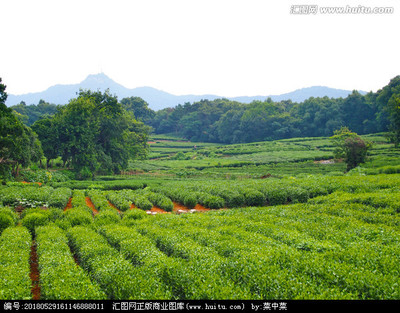杭州龙井茶种植基地 传承千年茶韵，打造品质标杆