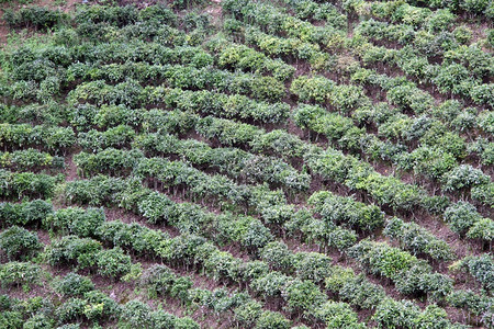 绿茶之源 茶叶树的种植技术与田间管理要点