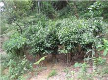 广西醉茶苑金花茶种植基地 北回归线上的金色宝藏