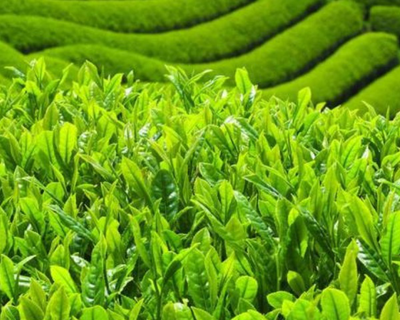 茶风北渐 唐代饮茶习俗如何催生茶叶种植产业