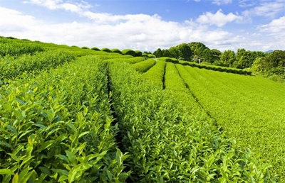 茶叶种植的注意事项 从选址到采收的关键要点