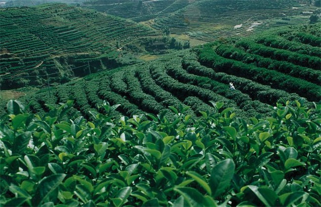茶叶种植的关键注意事项