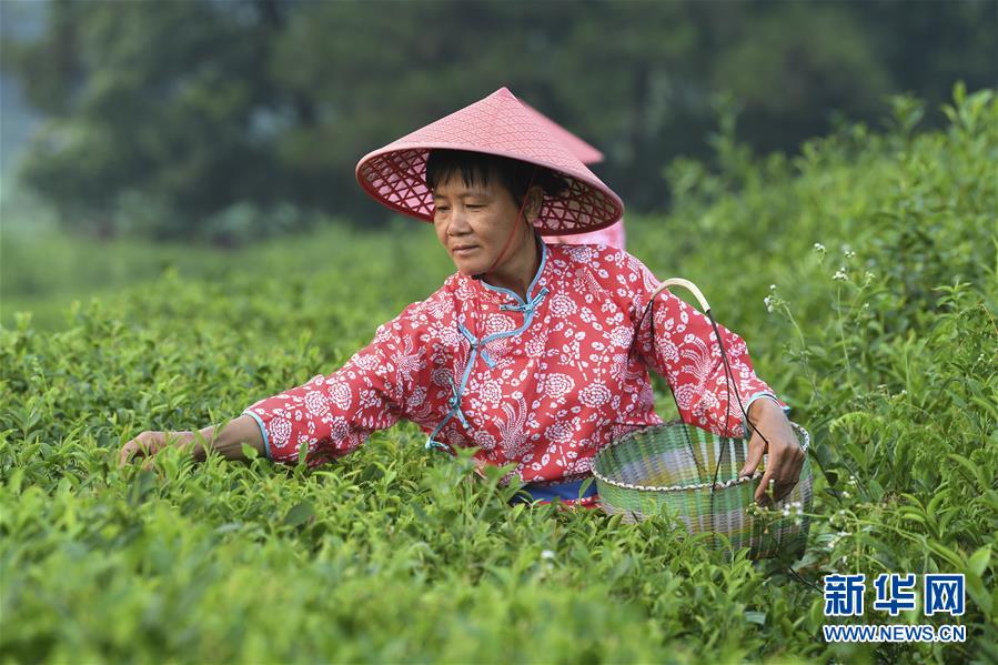 广西兴业 种植茶叶助增收，绿叶变金叶
